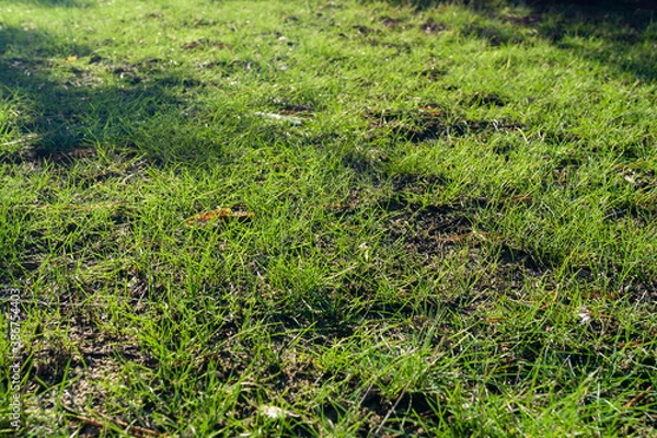 Obraz Green grass lawn in the forest. Walk in the wild forest in sunny weather. The earth's surface is covered with green grass