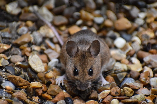 Obraz A London mouse UK rat and mice reports infestations have skyrocketed since the start of lockdown leading insurers report Reduced bin collections have led to new food sources for pests at private homes