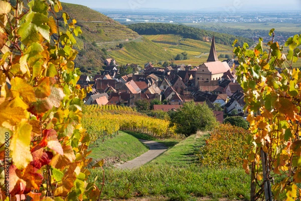 Fototapeta Vignes d'automne
