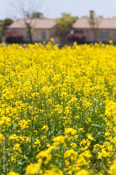 Fototapeta 菜の花畑菜の花畑