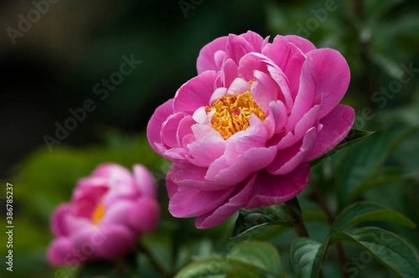 Obraz 初夏にボタンに似た大型の花が咲くシャクヤク