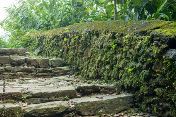 Fototapeta Mountain trekking trail with natural stone steps, passing through trees and walls overgrown with dense green moss