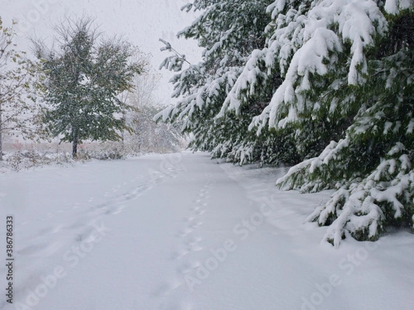 Obraz snow covered road