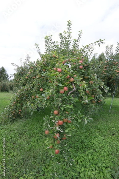 Fototapeta りんご