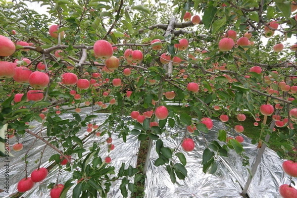 Fototapeta りんご