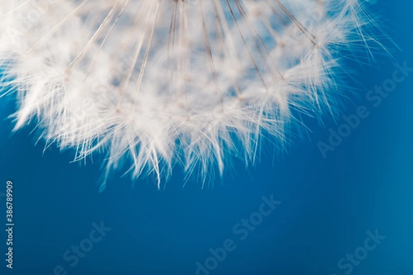 Fototapeta Soft close-up dandelion seeds. Delicate blue and white backdrop