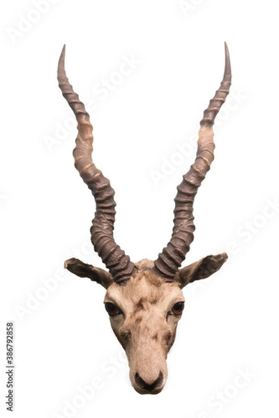 Obraz antelope isolated on white background