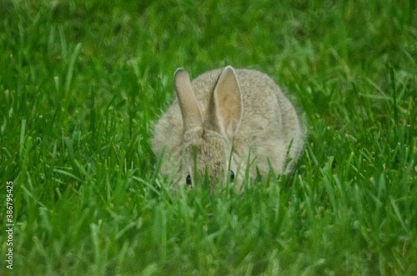 Fototapeta Baby rabbit eating grass from a lawn.