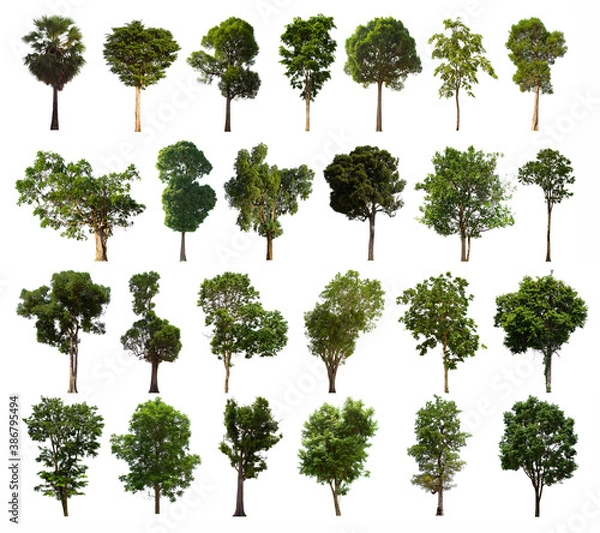 Obraz isolated tree green set is located on a white background.Collection of isolated tree green on white background Tropical tree