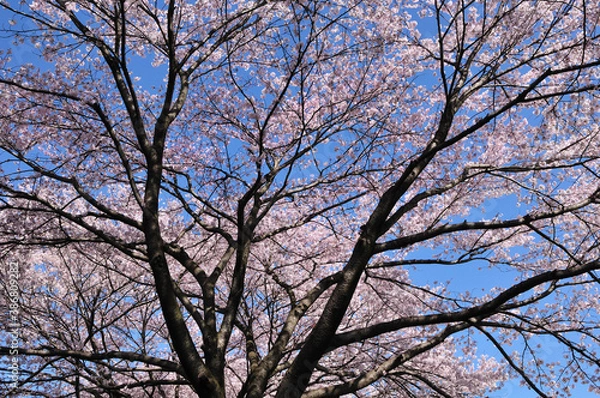 Obraz 桜