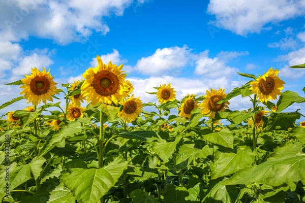 Fototapeta Xiàngrìkuí, ōu hú dǎo běi'àn de nóngchǎng, xiàwēiyí
16/5000
Sunflower, Farm on the North Shore of Oahu, Hawaii