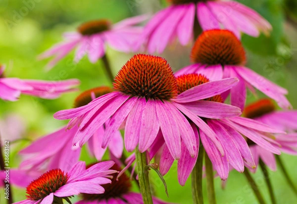 Obraz echinacea flowers