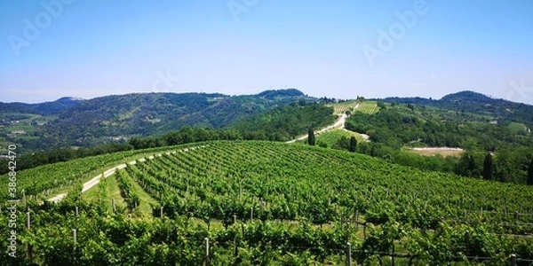 Obraz Vitigni colli Euganei