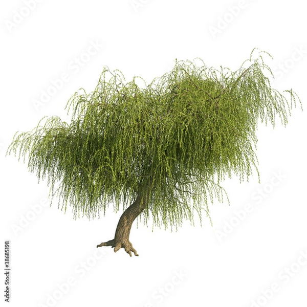 Obraz Willow tree CG