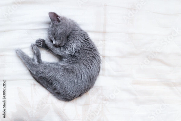 Fototapeta Russian Blue cat sleeping curled up on a white blanket with a flower design