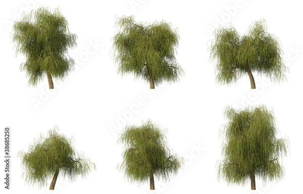 Fototapeta Group of 6 willow trees