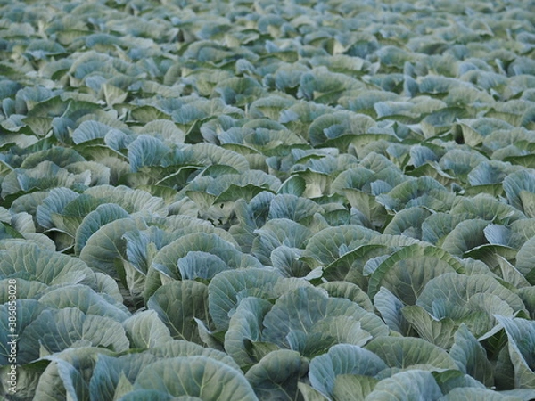 Obraz キャベツ　きゃべつ