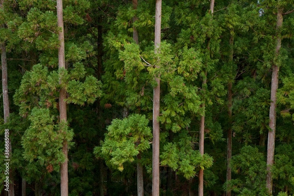 Fototapeta 杉の木