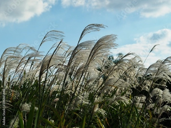 Obraz ススキ　すすき
