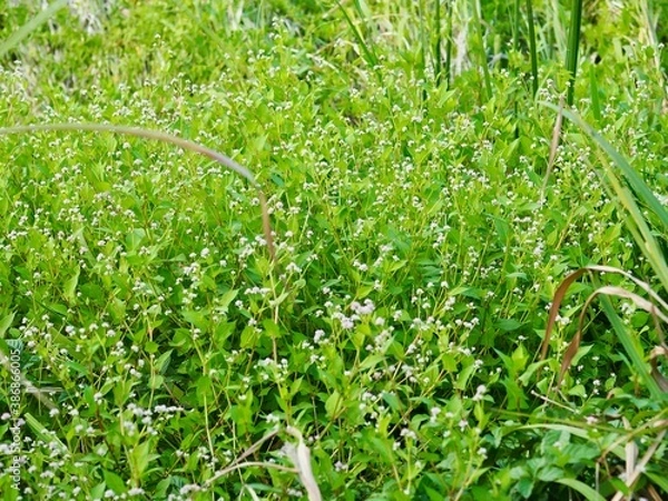 Obraz 小花　花　野草