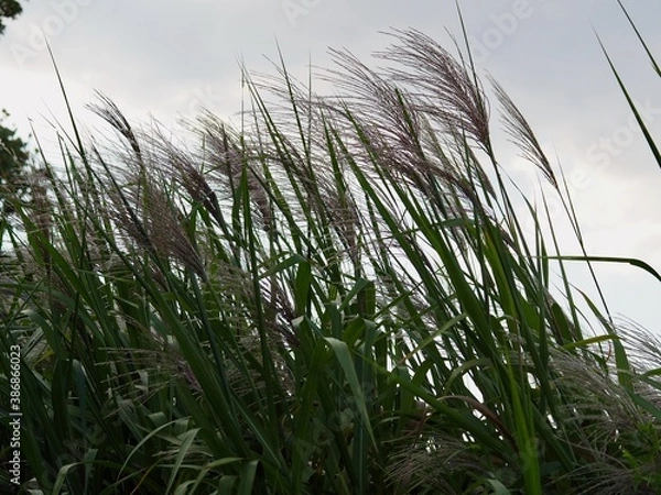 Obraz ススキ　すすき