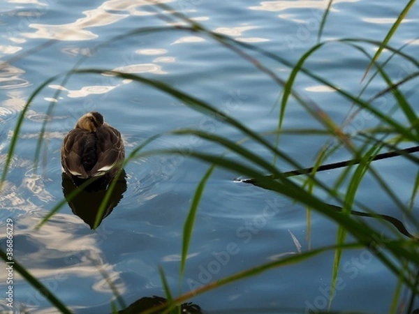 Obraz カモ　かも　水辺