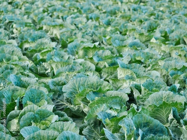 Obraz キャベツ　きゃべつ