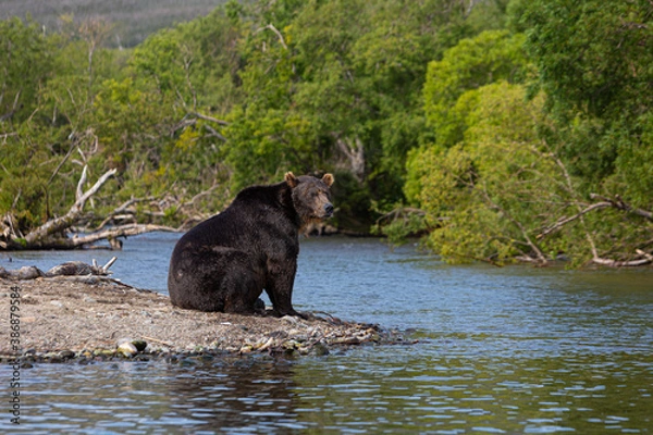 Fototapeta Kamchatka, from the series bears of the Kuril Lake