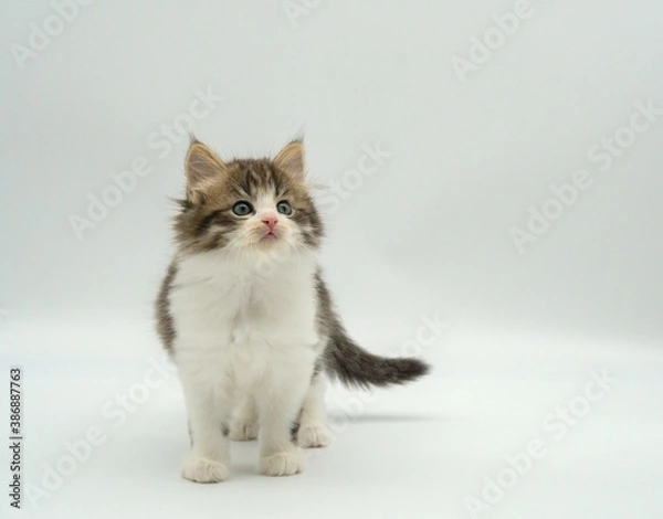 Fototapeta Kitten on a white background