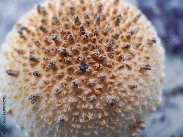 Obraz A picture of artificial mushroom cultivation.