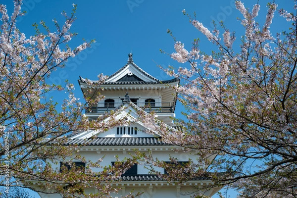 Fototapeta 桜に囲まれた天守閣