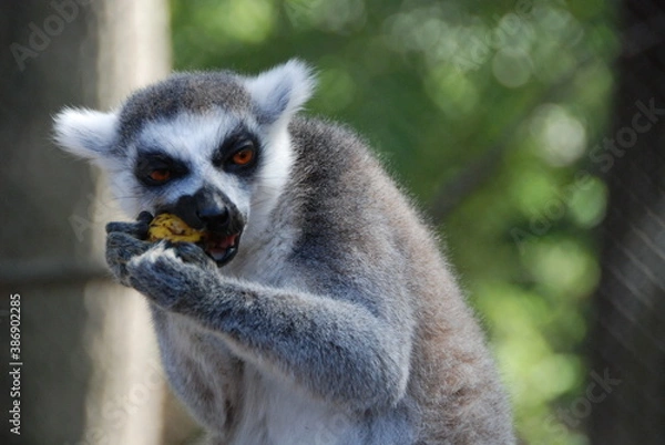 Fototapeta Lemur has lunch time 3