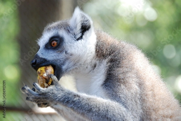 Fototapeta Lemur has lunch time 2