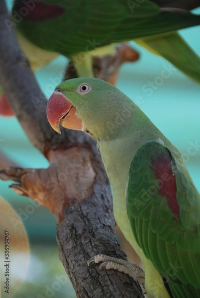 Fototapeta Parrot