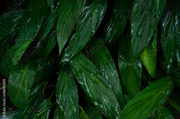 Fototapeta Green leaf texture with water droplets for background