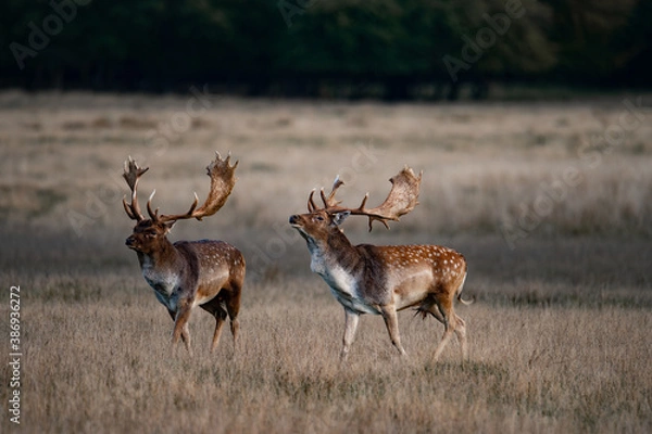 Obraz Rutting fallowbuck