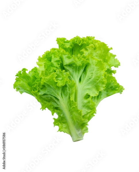 Obraz Fresh green Lettuce leaves, Salad leaf isolated on white background. with clipping path.