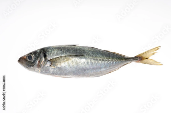 Fototapeta 白バックに鯵