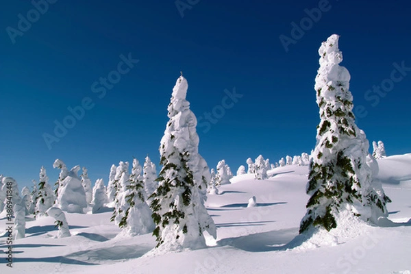 Fototapeta 蔵王山の樹氷