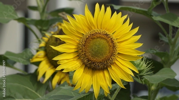 Fototapeta Sunflowers decorate the garden.