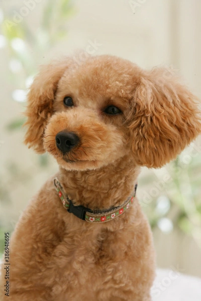 Fototapeta コンサバトリーのトイプードル