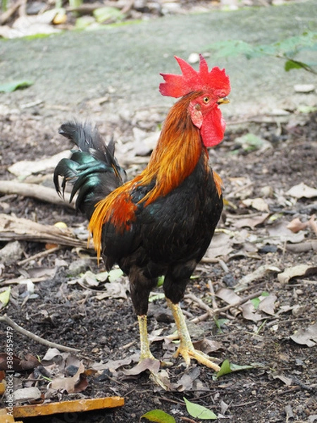 Obraz The wild fowl made a shocked expression.