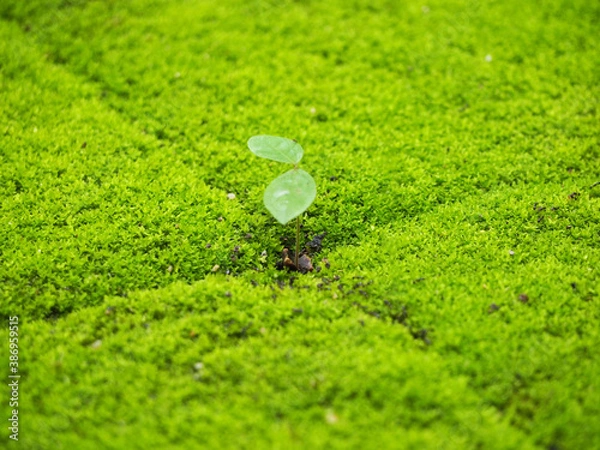 Obraz There was a grass on the moss.