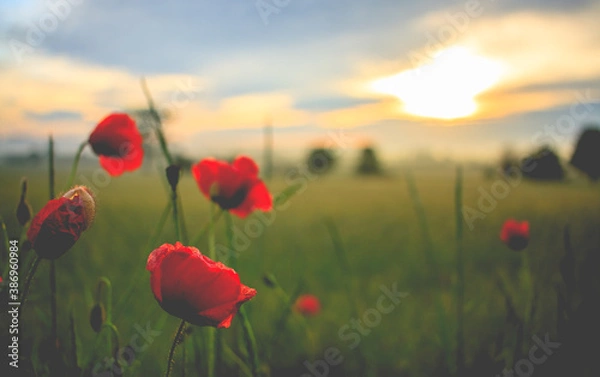 Obraz Maki polne na tle wschodzącego słońca