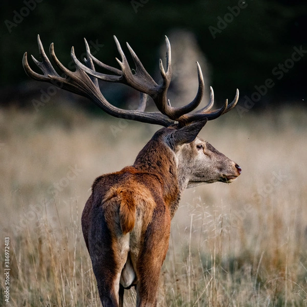 Obraz Beautiful red deer stag