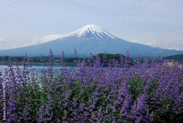 Obraz ラベンダーと富士