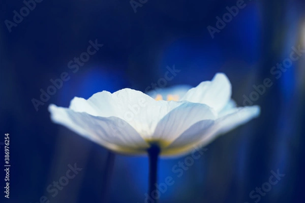 Fototapeta Soft white poppy on a blue blurred background. Delicate flower close up. Abstract background for congratulations, cards, design. Flower beautiful wallpaper