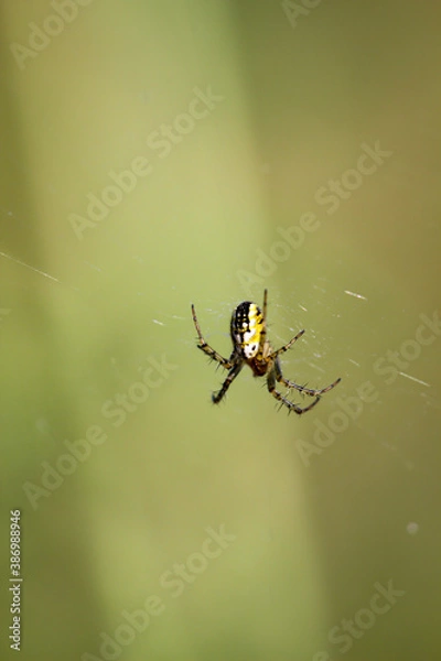 Fototapeta Eine Neriene peltata / Waldbaldachinspinne in ihrem Netz.