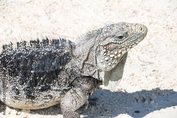 Fototapeta Lizard standing on the sand on a deserted island