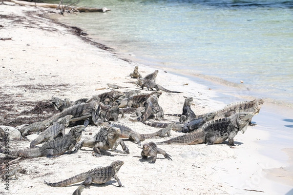 Fototapeta Lizards walking on the sand on a deserted island